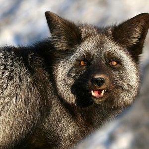 Meet your Posher, Jazmin